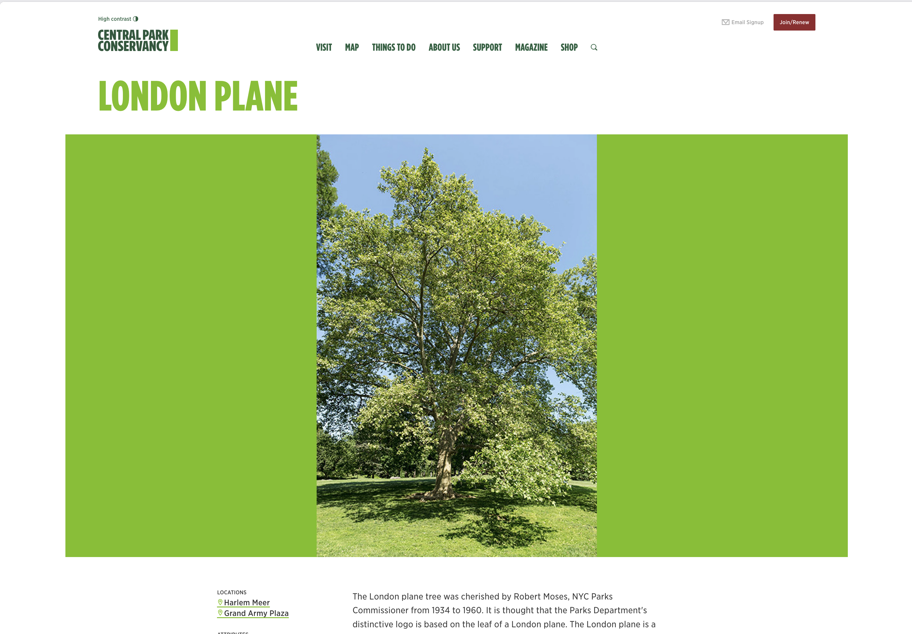 A London plane tree, the hybrid species Robert Moses planted throughout New York City